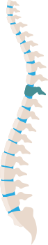 Spine Image